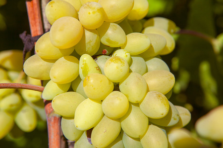Sweet white grape in the gardenの写真素材
