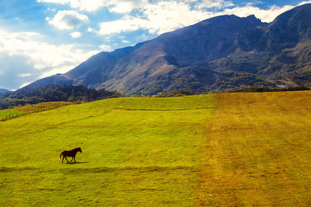 lonely horse on the meadowの写真素材