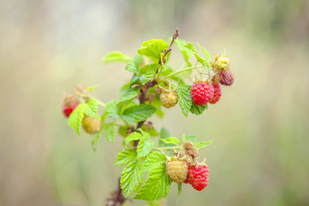 fresh raspberry growing in the gardenの写真素材
