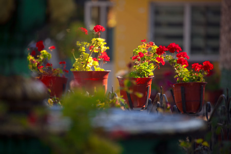 decorative flowersの写真素材