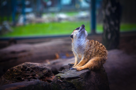 cute dreaming meerkat looking upの写真素材
