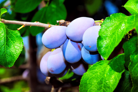 delicious plums on the tree branchの写真素材