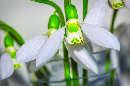 close up image of snowdropsの写真素材