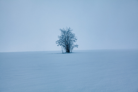 lonely tree on the snowの写真素材