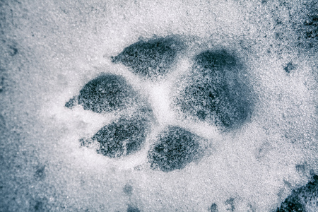wolf trail on the snow