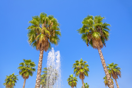 fountain and tropical palms against blue skyの写真素材