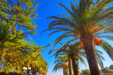 palms against blue skyの写真素材