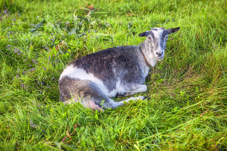 beautiful domestic goat is lying on the fresh grassの写真素材