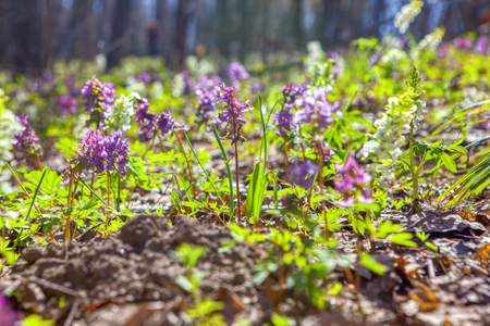nature details , spring wild flowersの写真素材