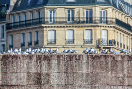 flock of Seagulls standing on the Seine riversideの写真素材