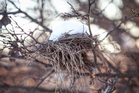 bird nest covered by snowの写真素材