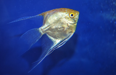 golden fish in blue transparent waterの写真素材