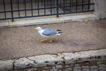 seagull walking on the pavementの写真素材