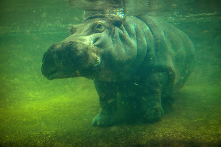 hippos walking in muddy waterの写真素材