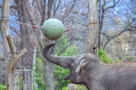 elephant plays with big ballの写真素材