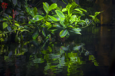 exotic green plants in tropical waterの写真素材