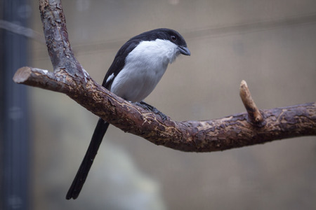 portrait of cute swallow on the branchの写真素材