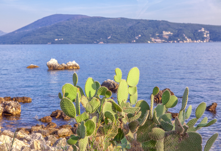 tropical littoral with growing cactusの写真素材