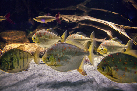 Underwater world with swimming fish