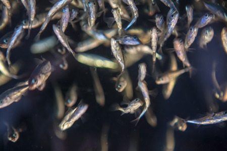 small fish on dark backgroundの写真素材