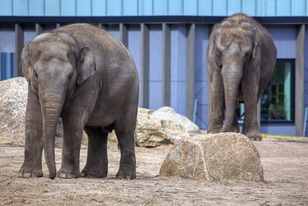 two elephants in the zooの写真素材