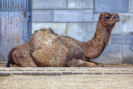 one-humped camel sitting on the groundの写真素材