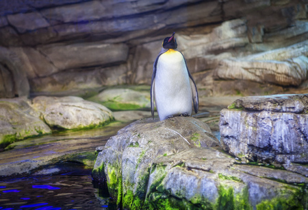 Penguin standing on the coastal rockの写真素材