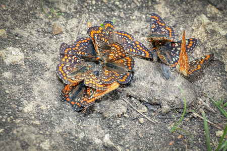 Butterflies to the nutrients in the soilの写真素材