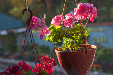 hanging flowerpot with pink flowersの写真素材
