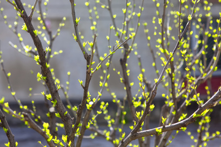 spring green buds growing on a branches
