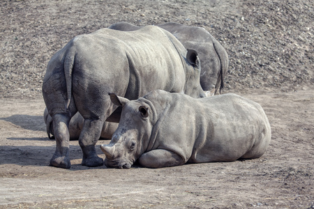 adult rhinos and small rhinoの写真素材