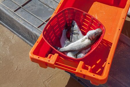 fish catch in the basket