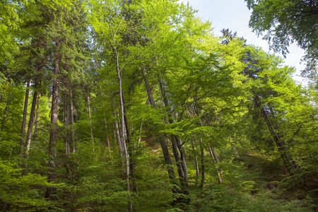 tall trees in the tropical forest