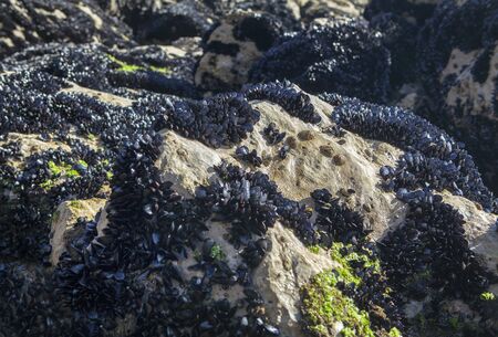 mussels on the rocks on the ocean shore