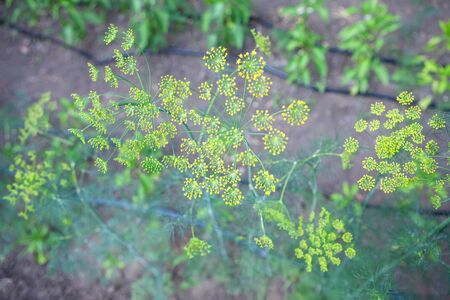 fresh dill growing in the garden