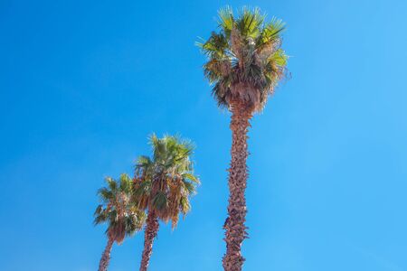 view of tall palms against blue skyの写真素材