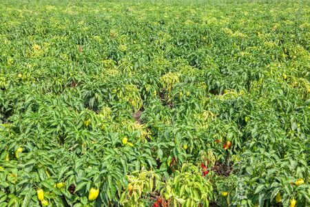 agricultural field with cultivated peppersの写真素材