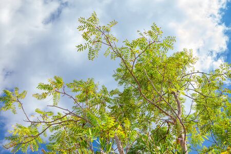 exotic branch with green leavesの写真素材