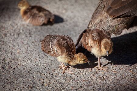 cute little peacocks near their motherの写真素材