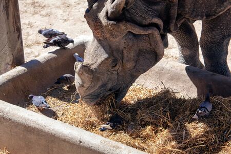 rhino and pigeons feeding together