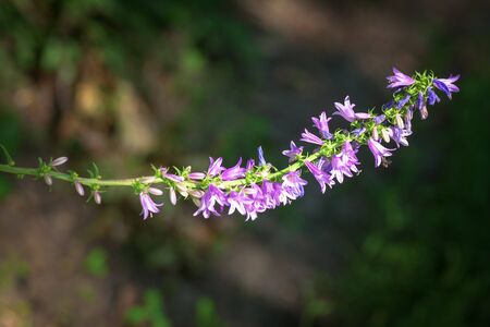 close up image of pink wild flowerの写真素材