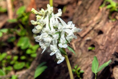 details of white spring wildflowers