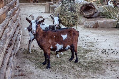 two curious goats looking in camera