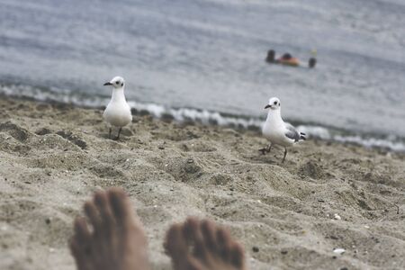 relaxing on the sandy beach with seagulls