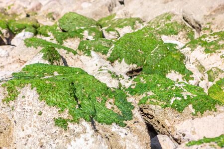 dry seaweed on the coastal stonesの写真素材