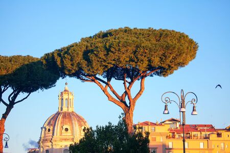 Palms tree and cupola in the cityの写真素材