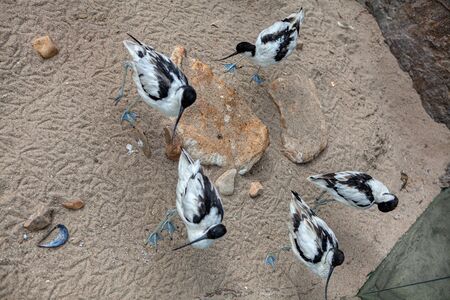four ibis birds standing togetherの写真素材