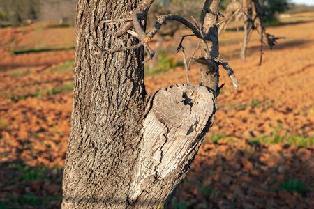 detail of tree with dry barkの写真素材