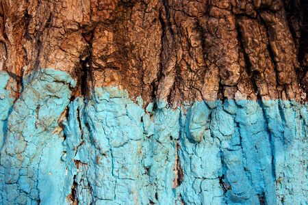 tree bark painted with limeの写真素材