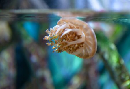 jellyfish in transparent aquarium water